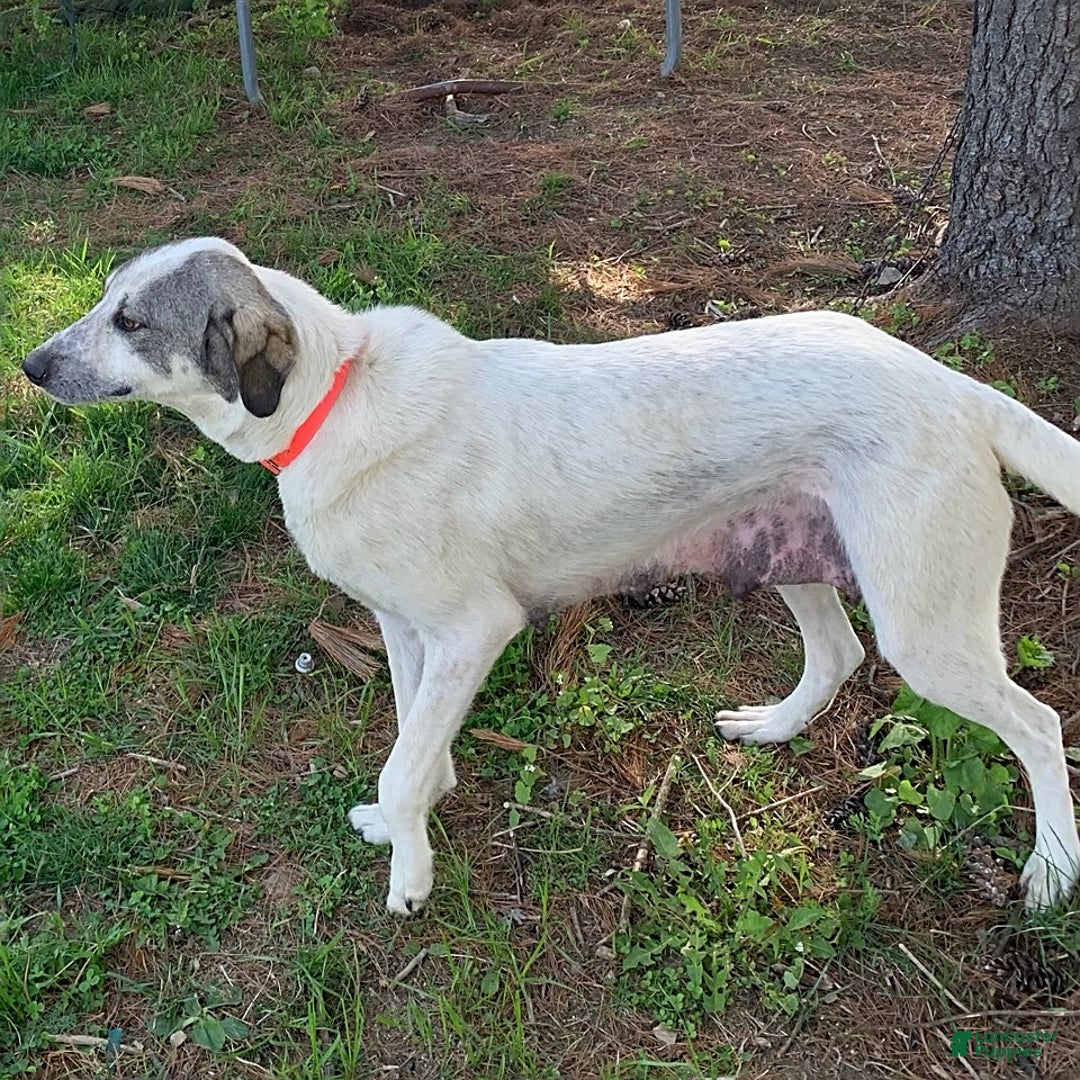 Mixed Breed dogs for sale: Chloe - Ad 6