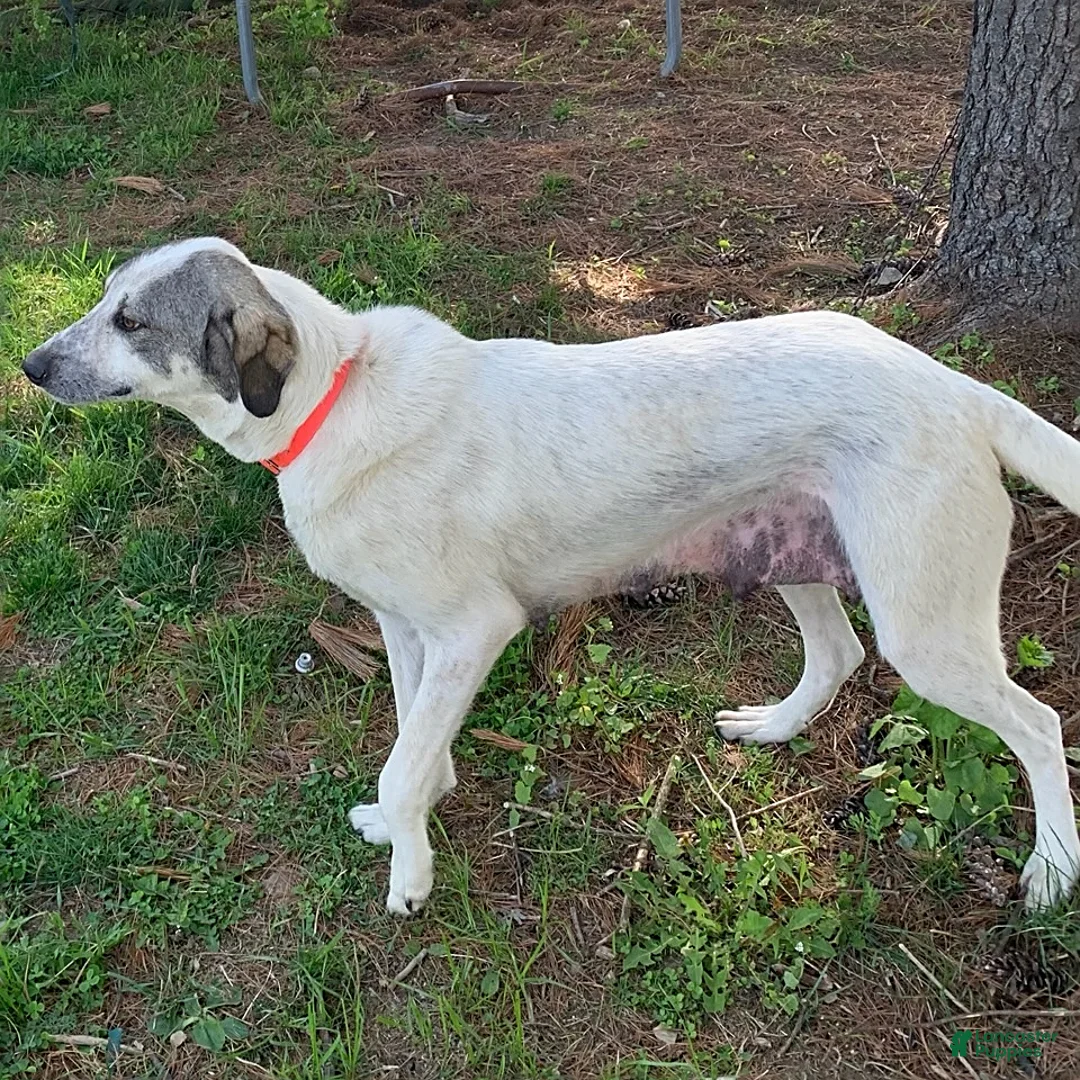 Mixed Breed dogs for sale: Max - Ad 11