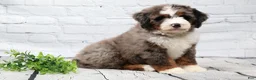 Mini Bernedoodle dogs for sale: Frisco  - Ad 6