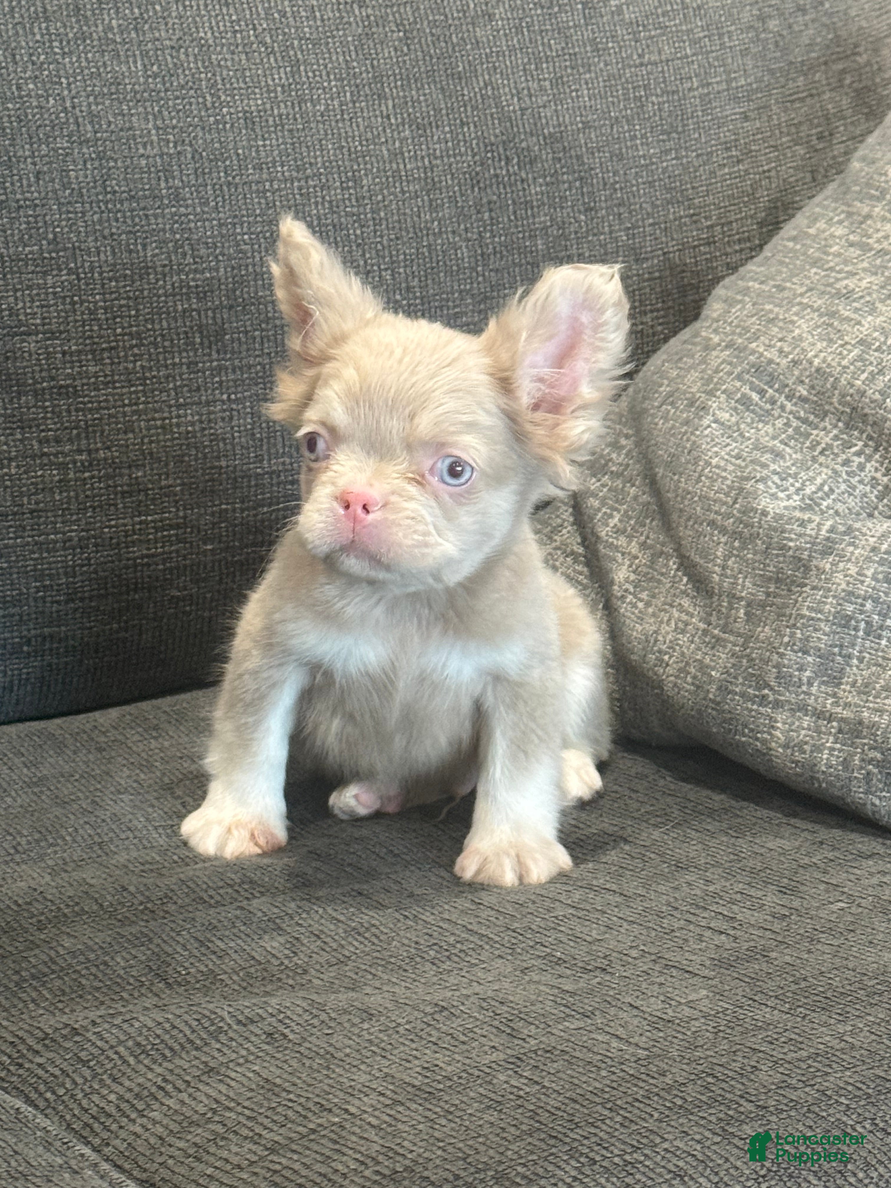 French Bulldog dogs Carlito  - Ad 2
