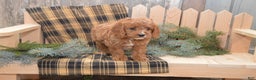 Cavapoo dogs for sale: Kyler - Ad 3