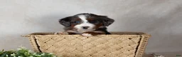 Bernedoodle dogs for sale: Sweety - Ad 1