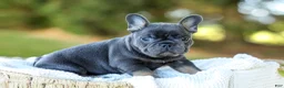 French Bulldog dogs for sale: Digger - Blue & Tan - Ad 1