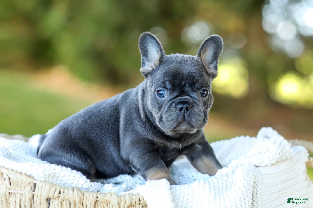 French Bulldog dogs for sale: Digger - Blue & Tan - Ad 1