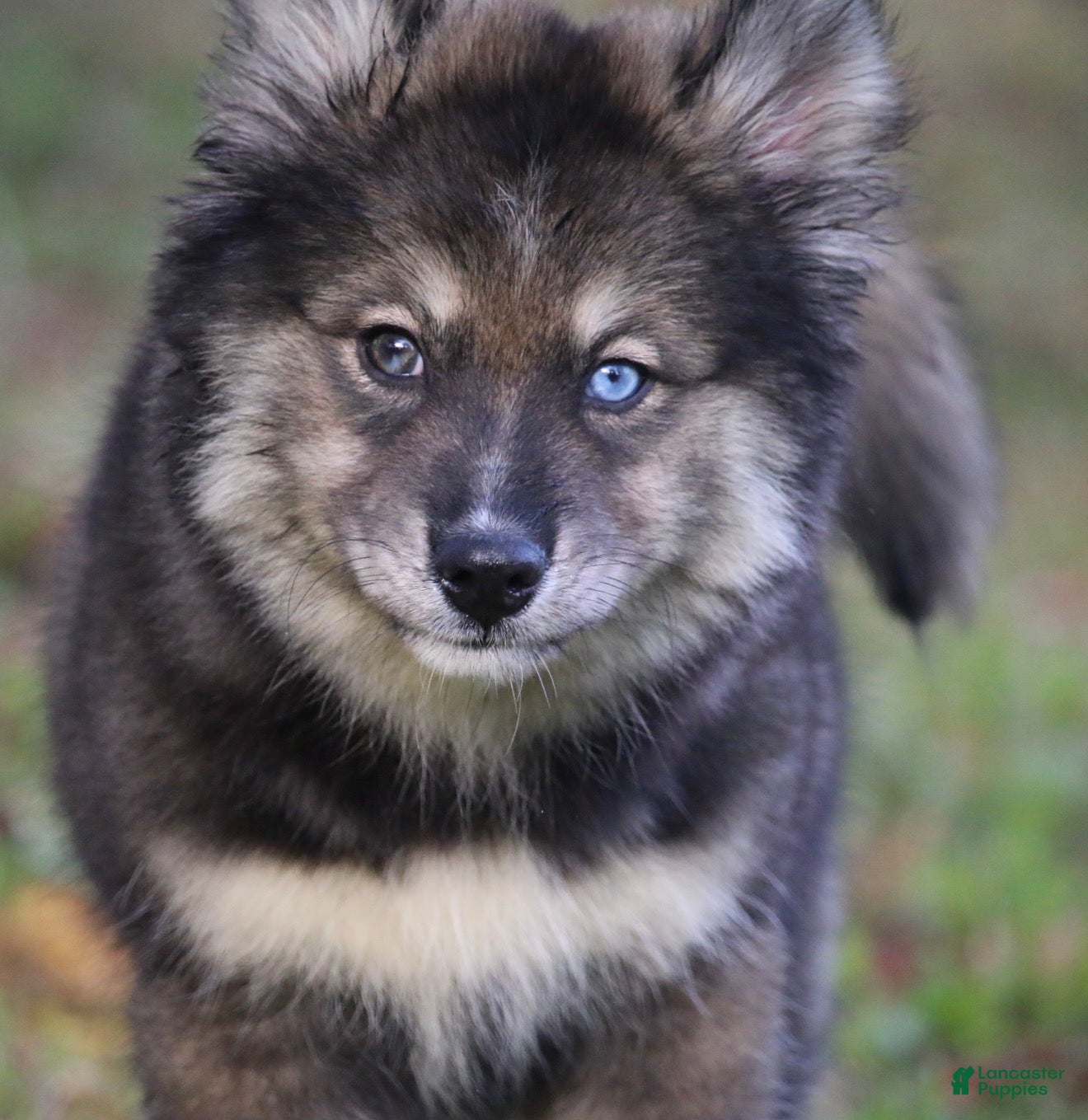 Pomsky dogs Dutch - Ad 1