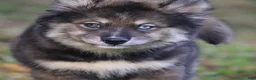 Pomsky dogs for sale: Dutch - Ad 1