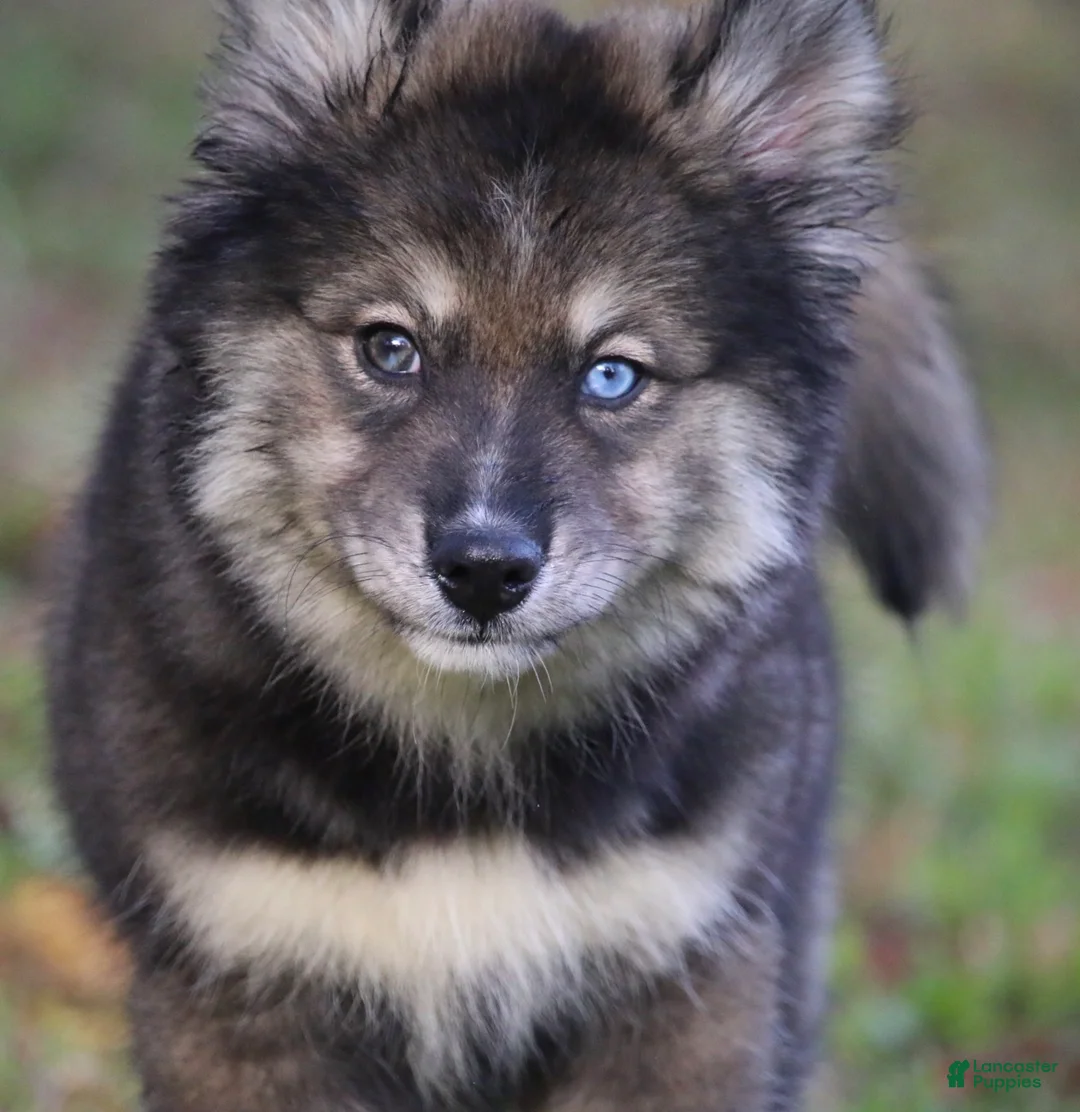 Pomsky dogs for sale: Dutch - Ad 1