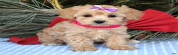 Maltipoo dogs for sale: Lainey - Ad 3