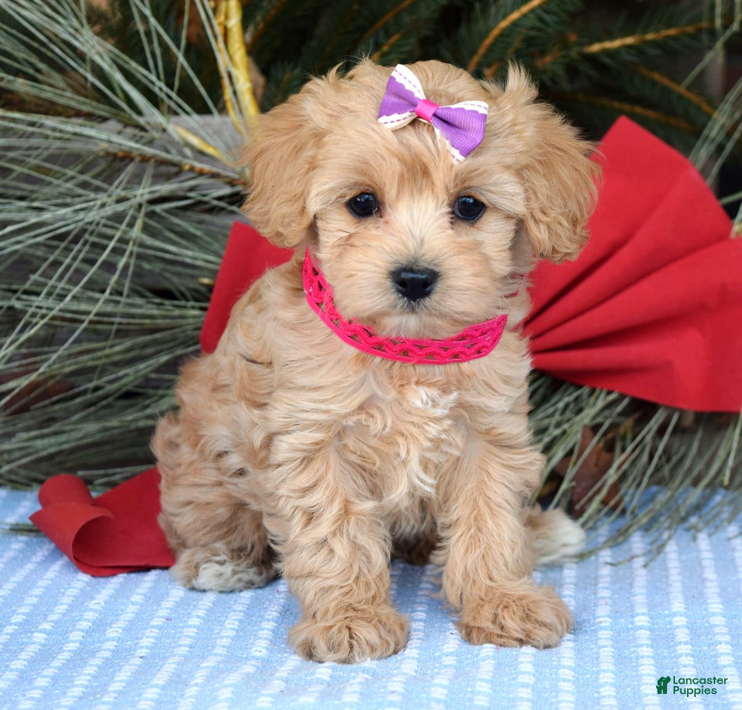 Maltipoo dogs for sale: Lainey - Ad 3