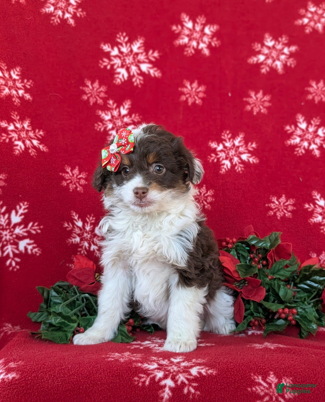 Mixed Breed dogs for sale: Brittney - Ad 3