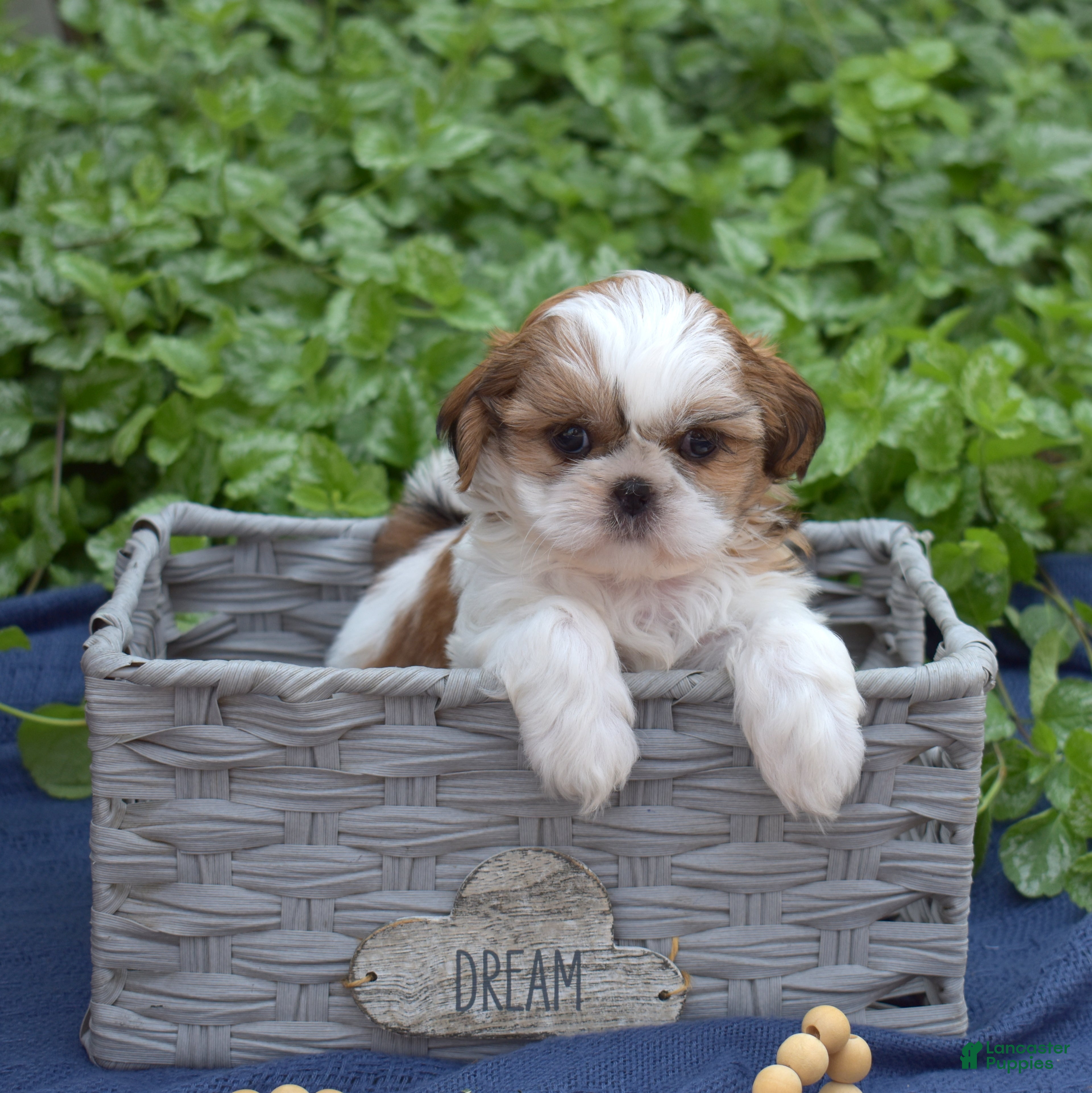 Shih Tzu dogs Millie - Ad 1