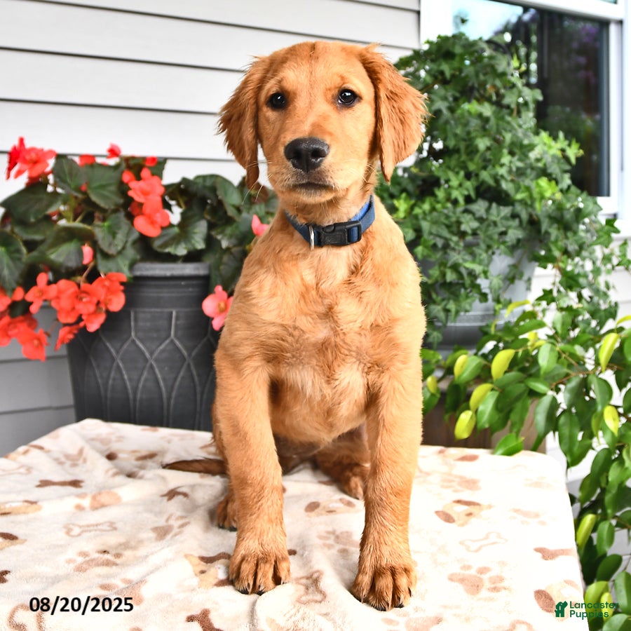 Dog Breed Red Golden Retriever Puppy Red Rock Retrievers Golden