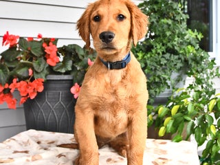 Dog Breed Red Golden Retriever Puppy Red Rock Retrievers Golden