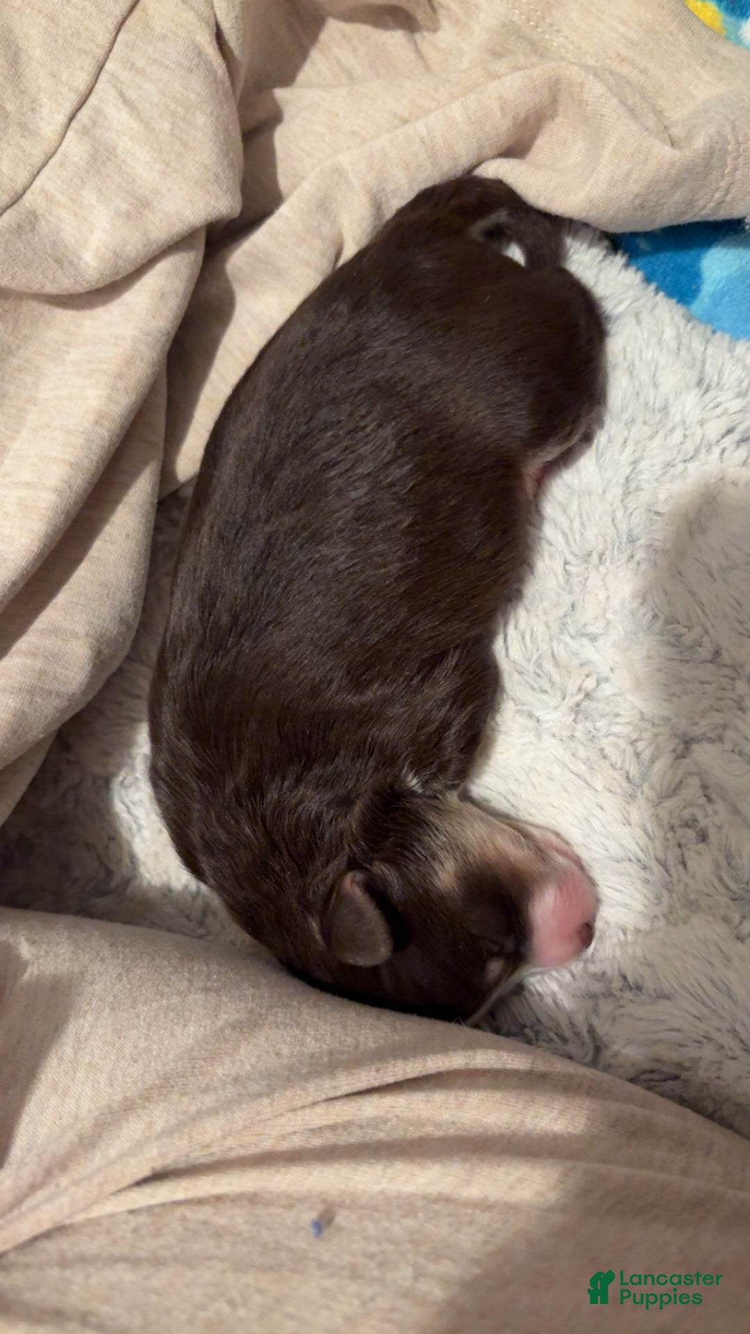 Mixed Breed dogs for sale: Aimée  - Ad 5