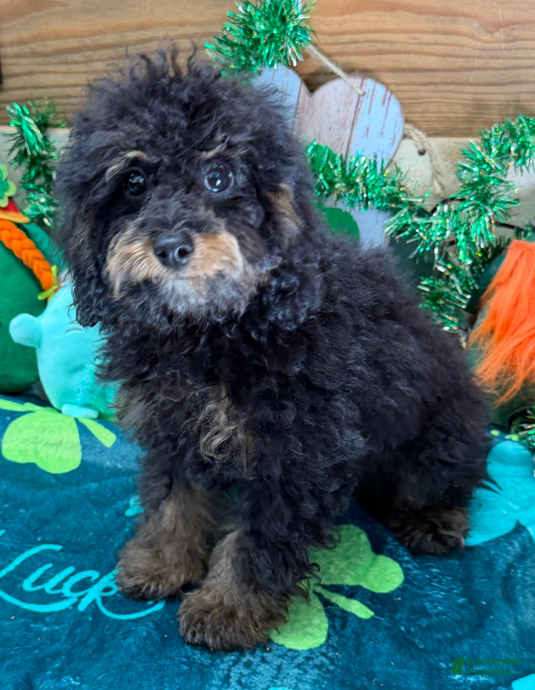 Cockapoo dogs for sale: Benny - Ad 1