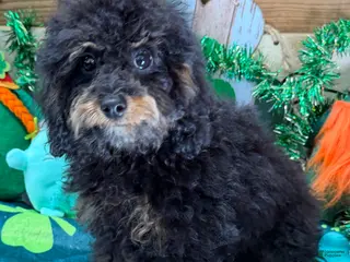 Cockapoo dogs Benny - Ad 5