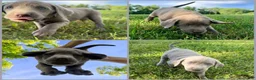 Labrador Retriever dogs for sale: Labrador Retriever Gray - Ad 1