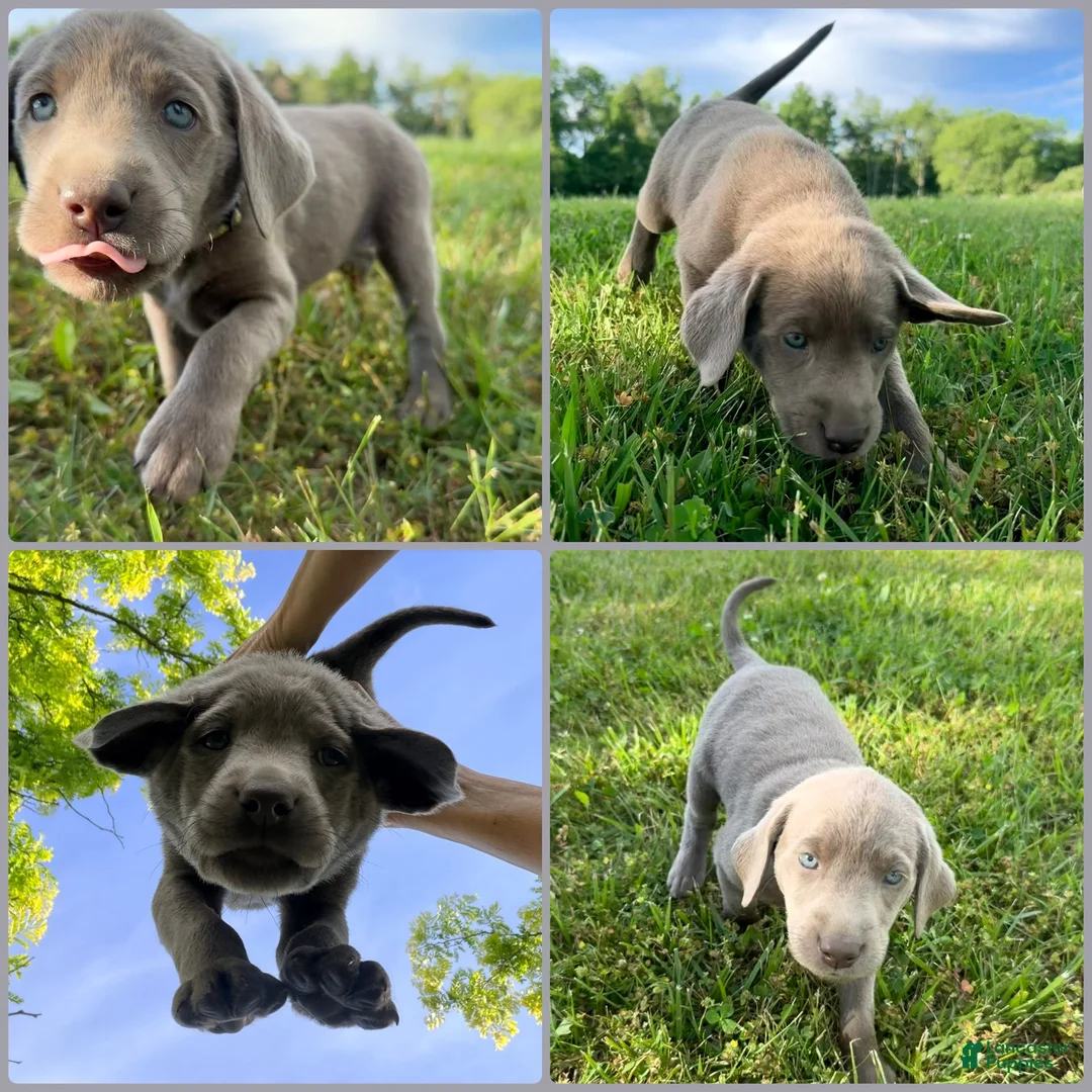 Labrador Retriever dogs for sale: Labrador Retriever Gray - Ad 1