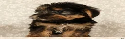 Yochon dogs for sale: Kennedi - Ad 9