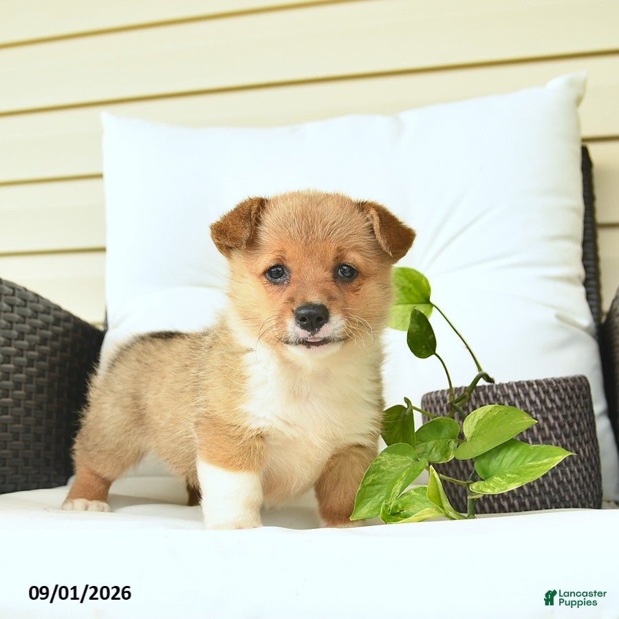 Welsh Corgi Pembroke dogs Blossom  - Ad 1