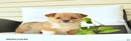 Welsh Corgi Pembroke dogs for sale: Blossom  - Ad 1
