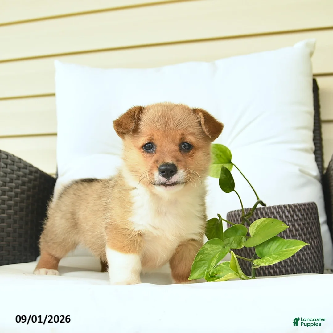 Welsh Corgi Pembroke dogs for sale: Blossom  - Ad 1