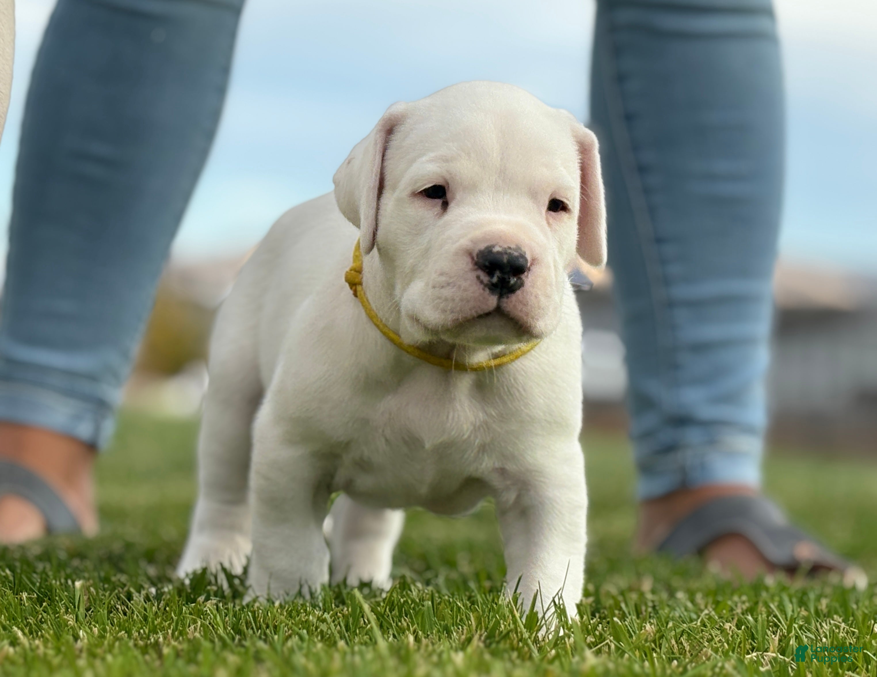Dogo Puppy Argentino Puppy Dogo Soldes Dogo Dogs For Sale Sales