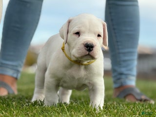 Dogo Argentino dogs - Ad 1