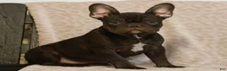 French Bulldog dogs for sale: Caleb  - Ad 4