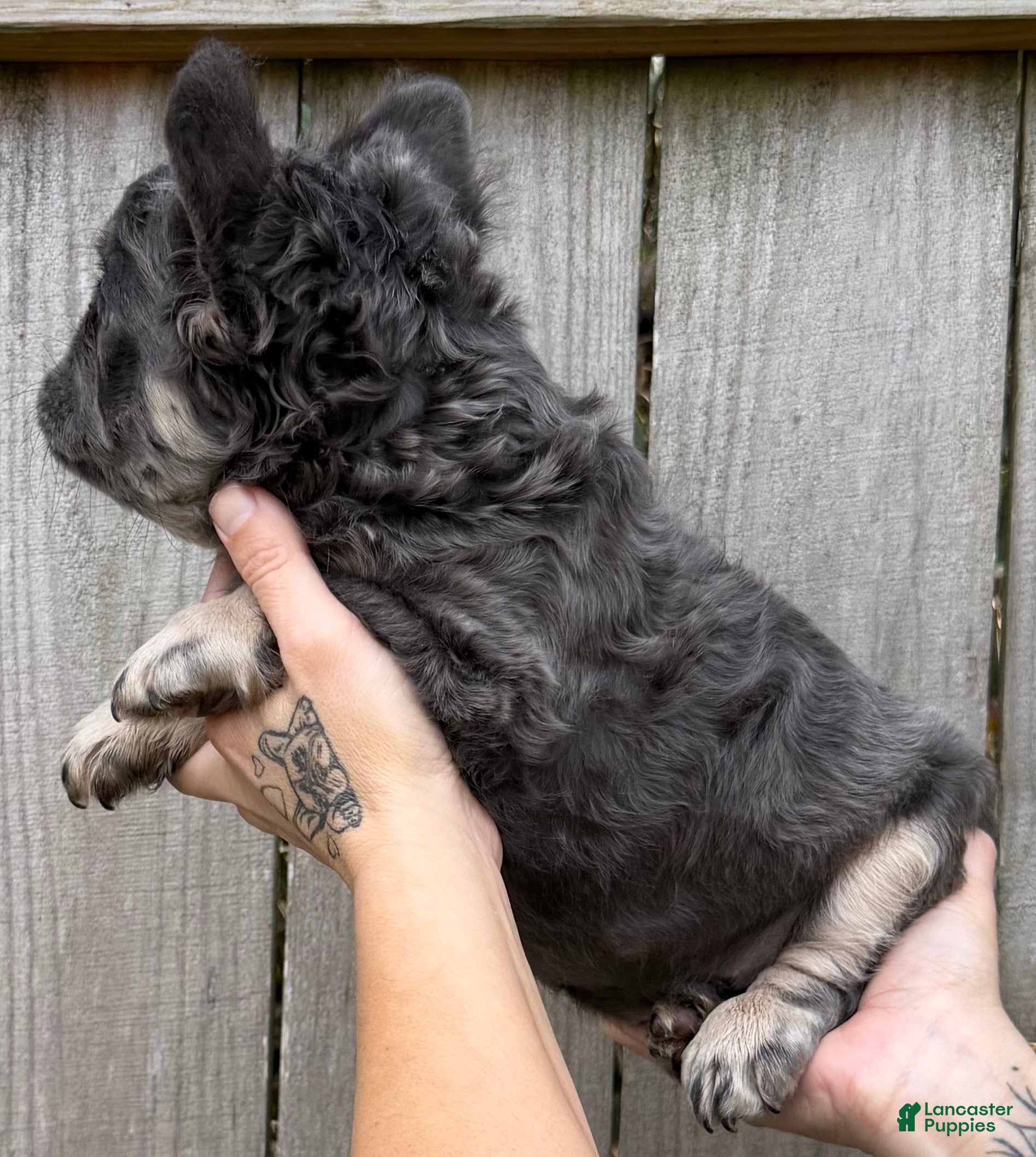 French Bulldog dogs Miss Glitz - Ad 2