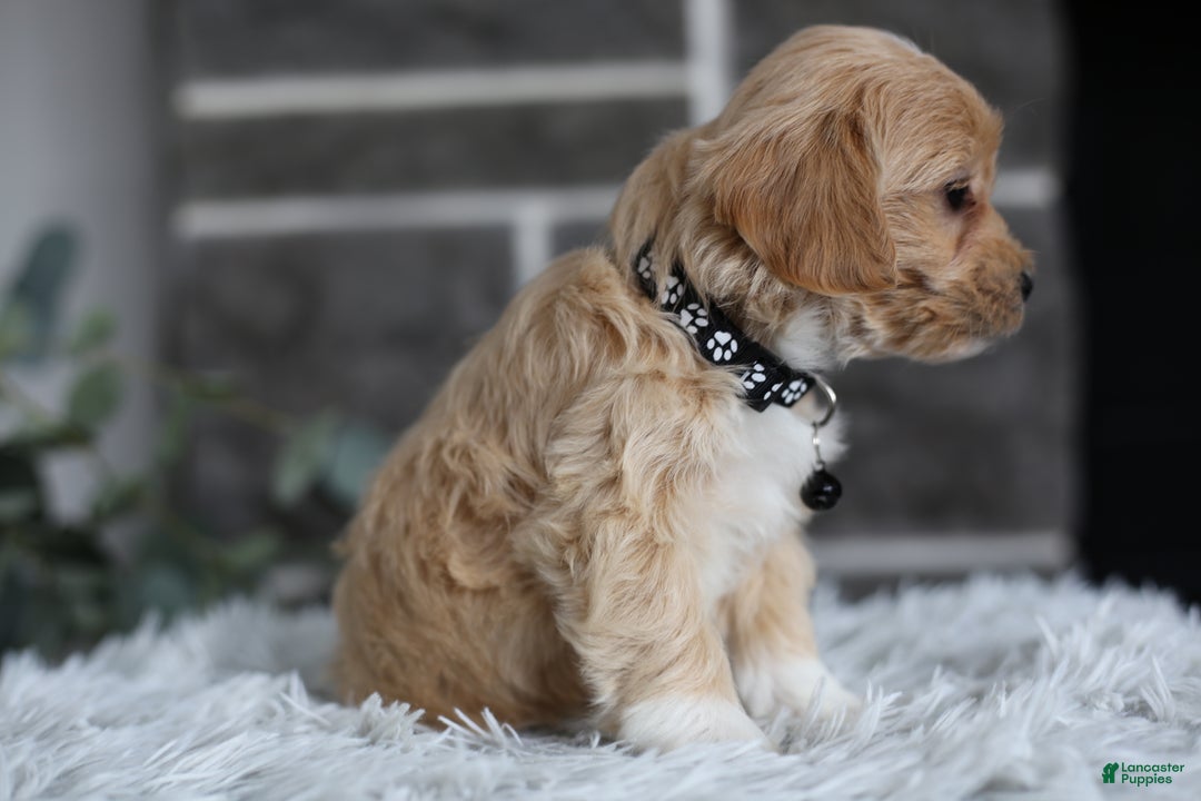 Maltipoo dogs for sale: Milo - Ad 9