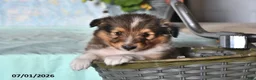 Shetland Sheepdog dogs for sale: Mickey - Ad 1