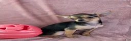 Chihuahua dogs for sale: Delilah - Ad 8