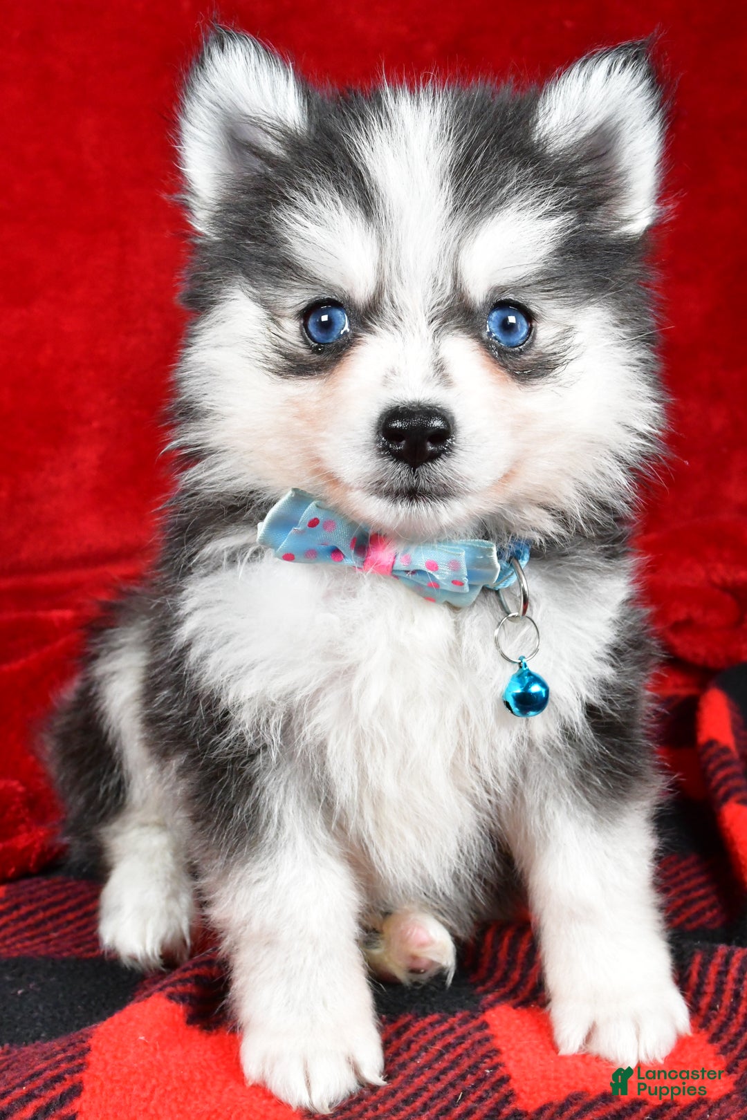 Pomsky dogs for sale: Ved - Ad 6