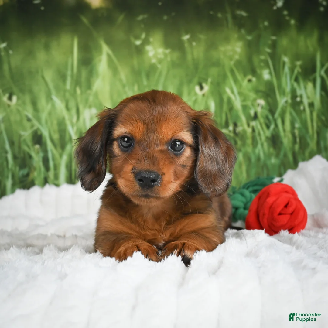 Miniature Dachshund dogs for sale: AKC Dixie - Ad 2
