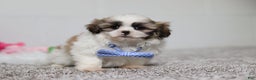 Shih Tzu dogs for sale: Milo - Ad 2