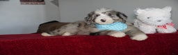 Sheepadoodle dogs for sale: Murphy - Ad 3