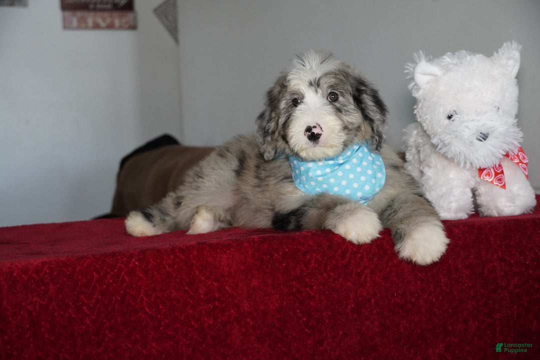 Sheepadoodle dogs for sale: Murphy - Ad 3