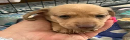 Dachshund dogs for sale: Shaded cream female smooth coat  - Ad 4