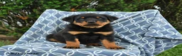 Rottweiler dogs for sale: Max - Ad 1