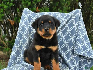 Rottweiler dogs for sale: Max - Ad 2