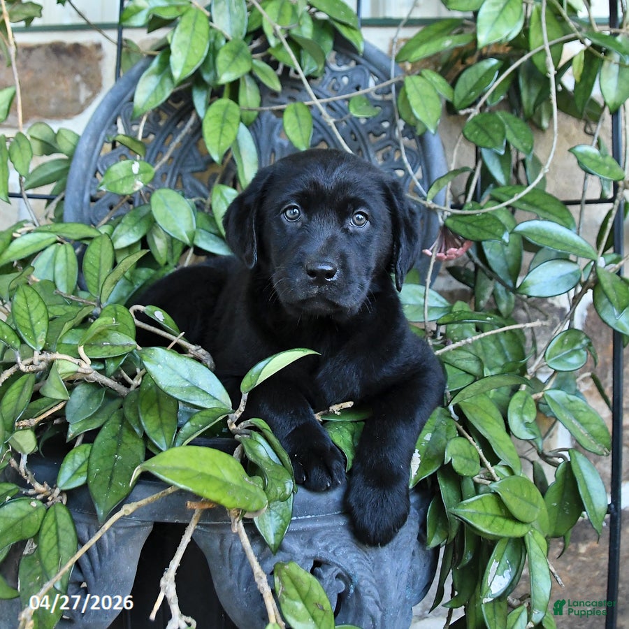 Labrador Retriever dogs Muffin - Ad 1