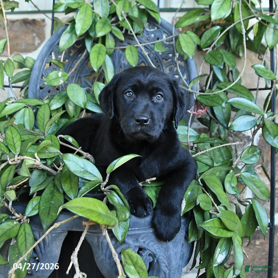 Labrador Retriever dogs for sale: Muffin - Ad 1