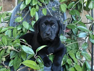 Labrador Retriever dogs for sale: Muffin - Ad 3