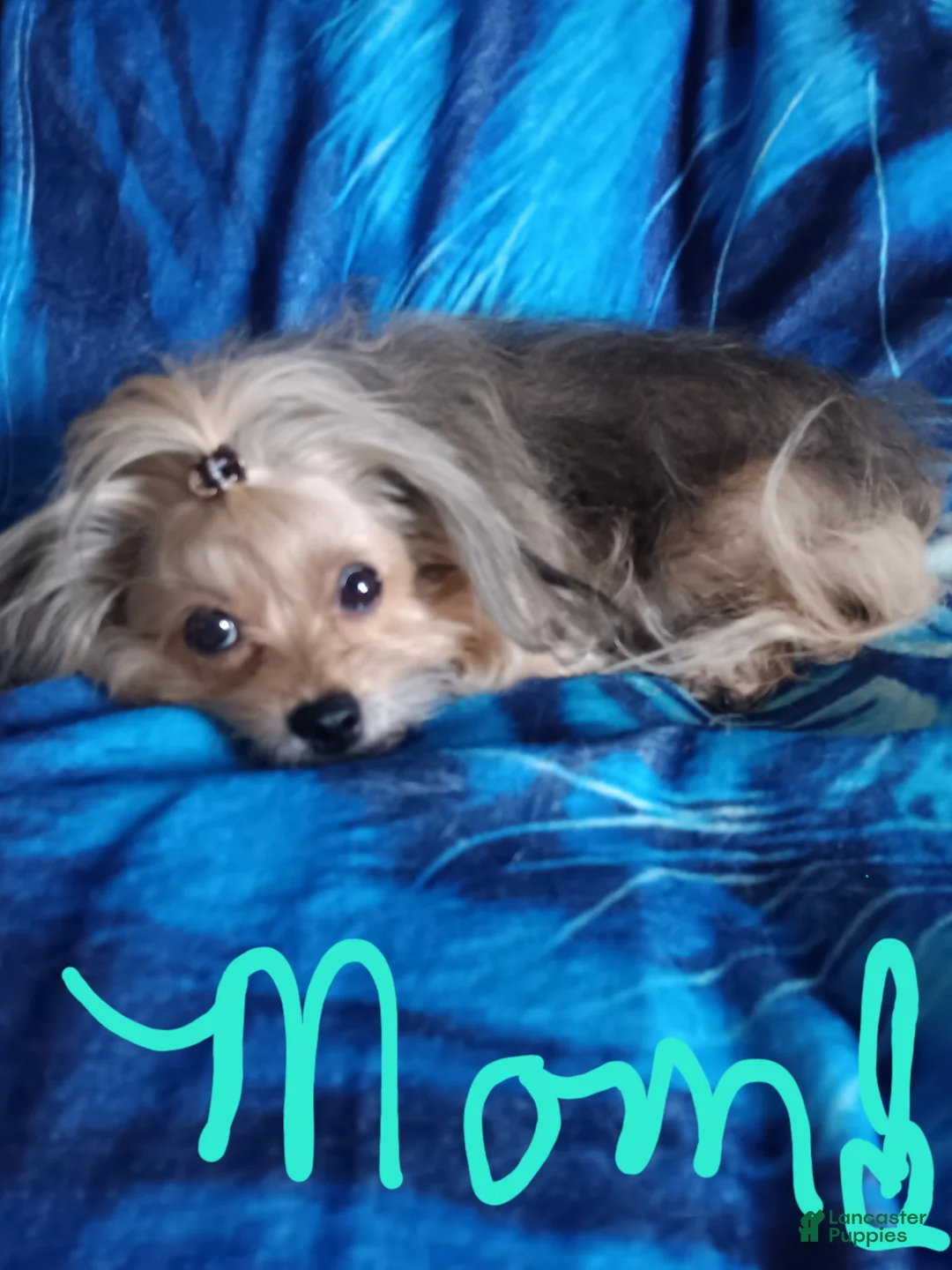 Yorkshire Terrier dogs for sale: Yorkshire Terrier Puppy 1 - Ad 4