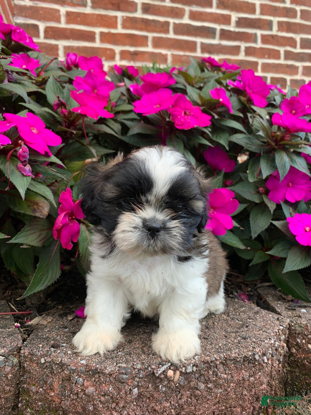 Shih Tzu dogs for sale: Archie - Ad 4