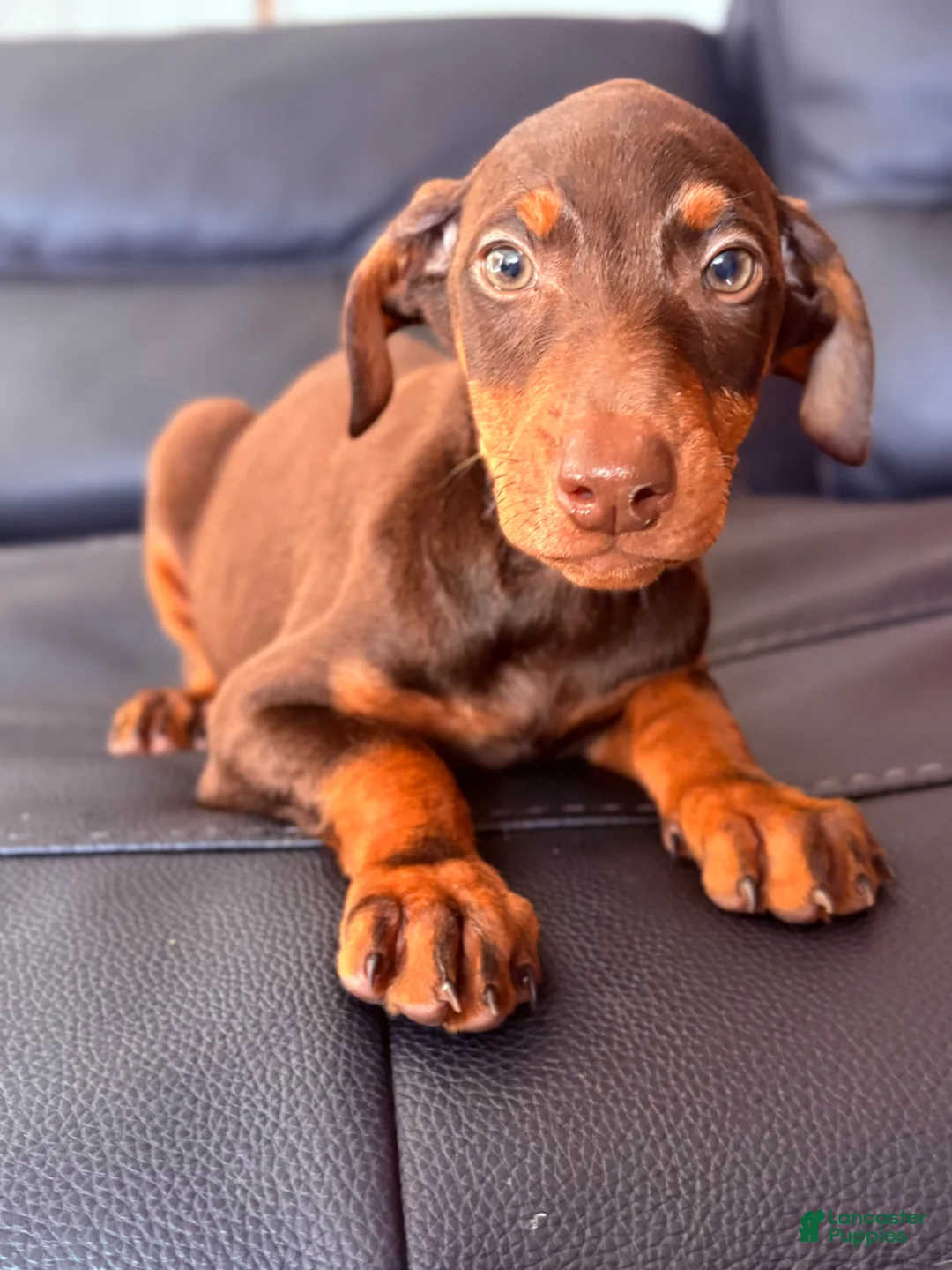 Doberman Pinscher dogs for sale: Doberman Pinscher Puppy 5 - Ad 1