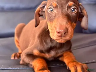 Doberman Pinscher dogs Doberman Pinscher Puppy 5 - Ad 3