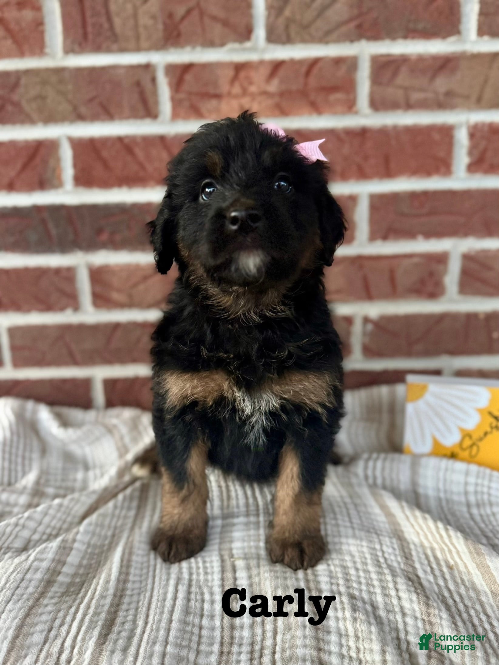 Bernedoodle dogs Carly - Ad 14