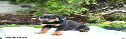 Rottweiler dogs for sale: Vixen - Ad 3